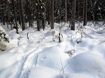 sled